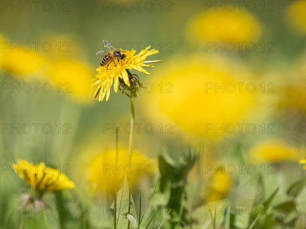 Flowering dandelion