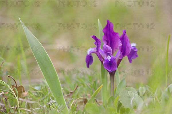 European dwarf iris