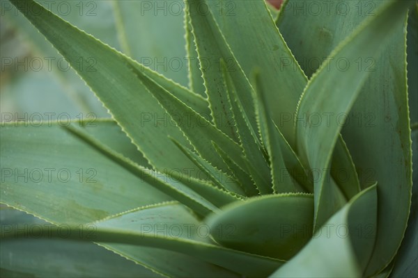 Hard aloe