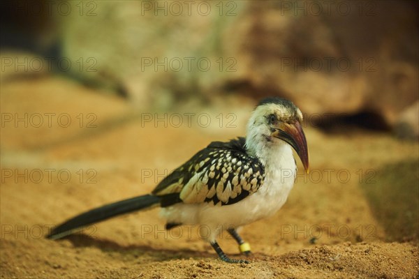 Northern red-billed hornbill