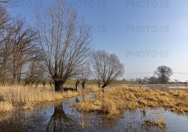 River landscape on the Elbe near Wittenberge