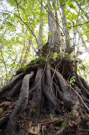 Mixed beech forest