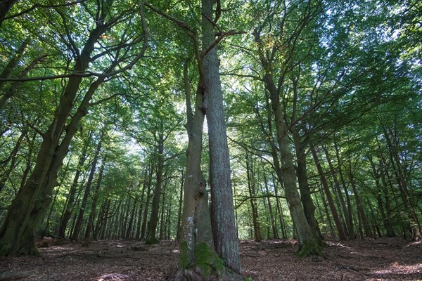 Darss primeval forest