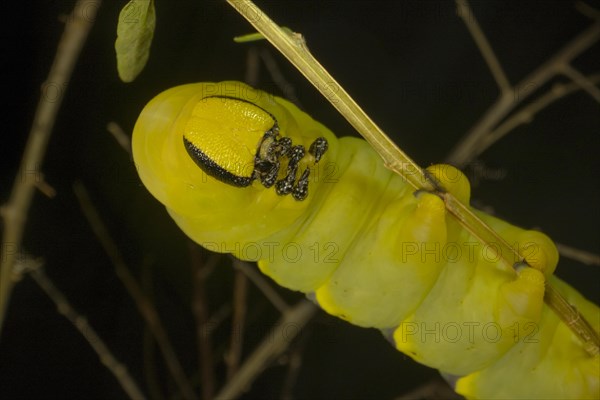 Larva