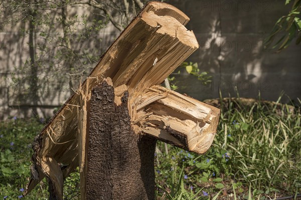 Broken tree trunk after wind breakage