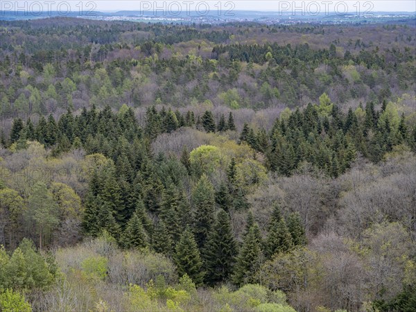 Baeume im Naturpark Schoenbuch bei Herrenberg