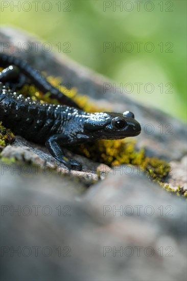 Alpine salamander