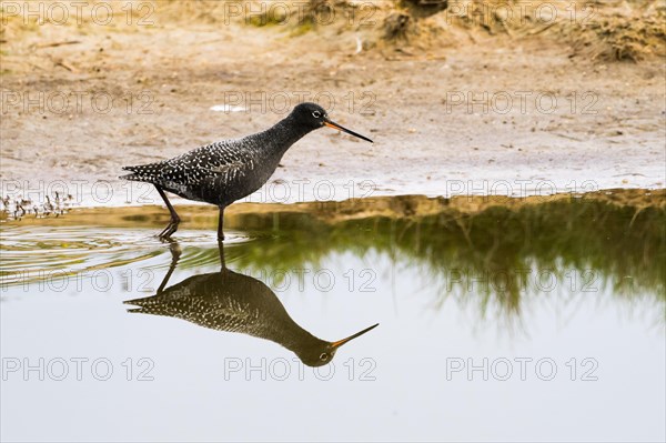 Spotted Redshank