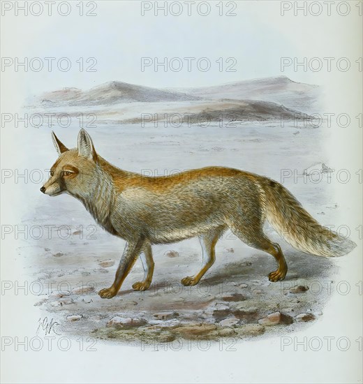 Desert fox