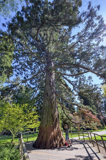 Giant sequoia