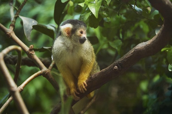 Black-capped squirrel monkey