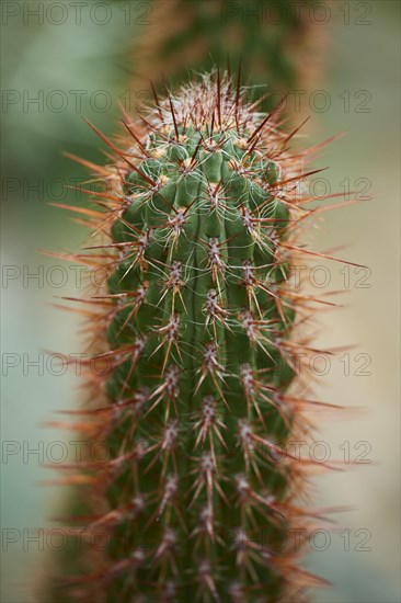 Organ pipe cactus