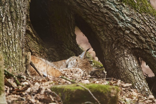 Eurasian lynx