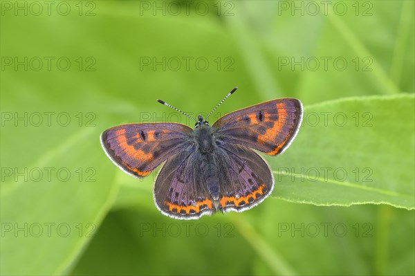 Blue iris fire butterfly