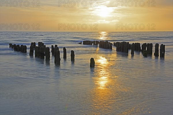 Algae-covered groynes at sunset on the beach of Rantum