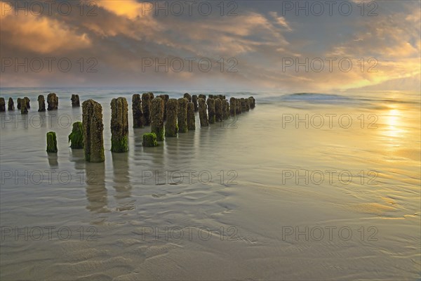 Algae-covered groynes at sunset on the beach of Rantum