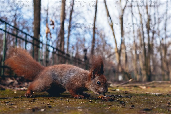 Squirrel eating nut