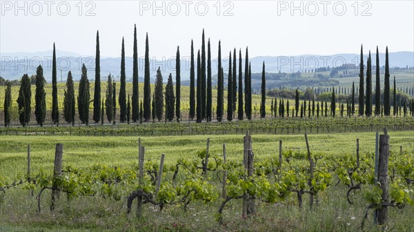 Cypresses