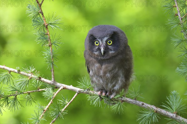 Tengmalm's Owl