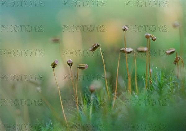 Common haircap moss