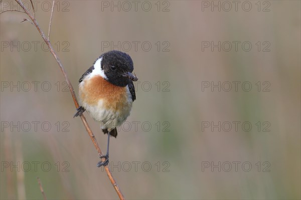 Stonechat