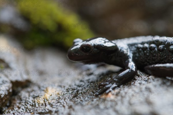 Alpine salamander