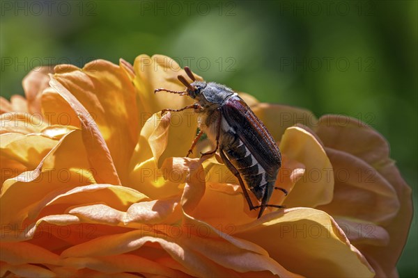 Cockchafer