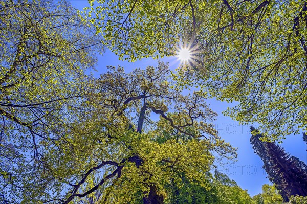 Extremely curved branches of a lime tree