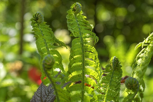 Unfolding ostrich fern