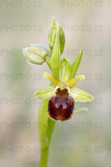 Small spiderwort