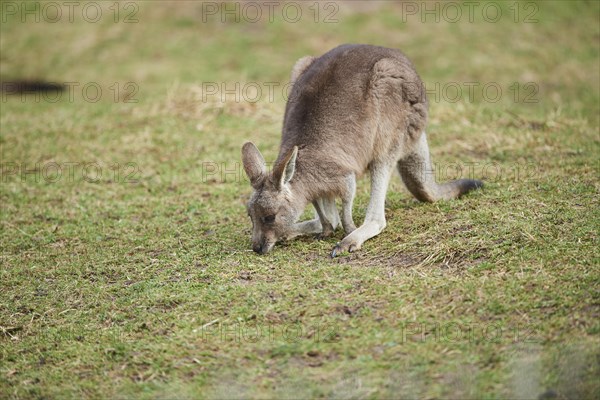 Eastern grey kangaroo