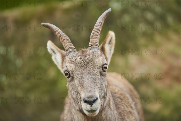 Alpine ibex