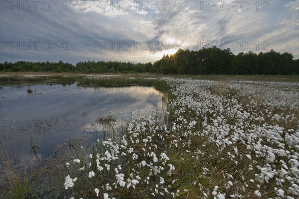 Common cottongrass