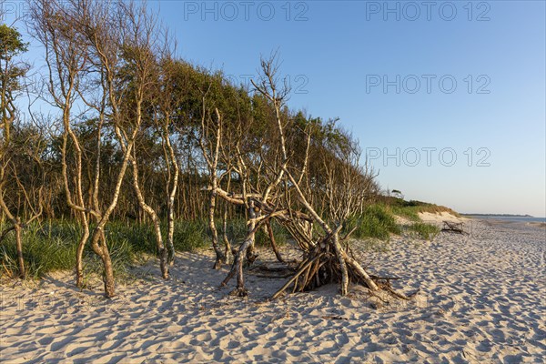 Coastal forest on the beach of the Baltic Sea