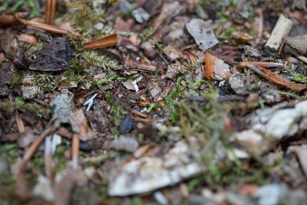 Structure-rich forest floor in the Darss primeval forest