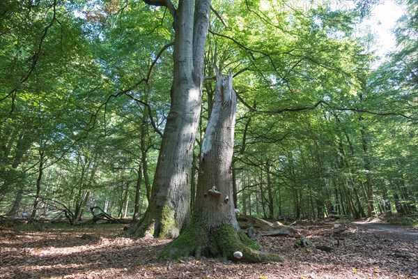 Standing deadwood in the Darss primeval forest