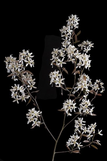 Branch of a flowering snowy mespilus