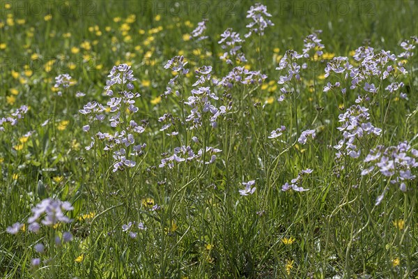 Cuckoo flower