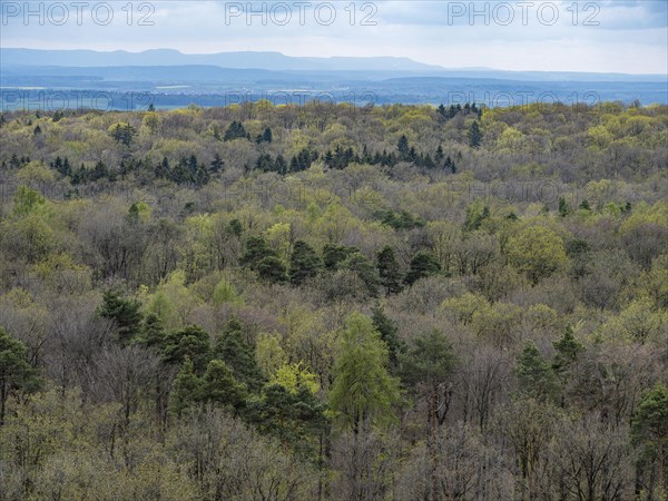 Baeume im Naturpark Schoenbuch bei Herrenberg