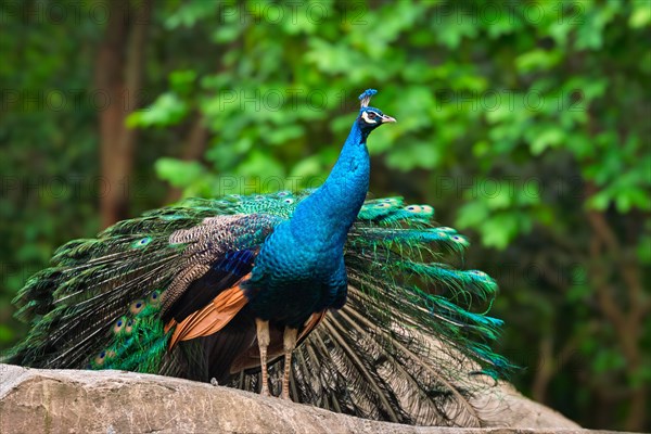 Peacock on rock in jungle forest