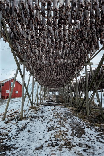 Drying flakes with stockfish cod fish in winter. Reine fishing village