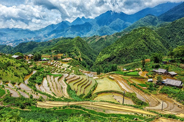 Rice field terraces