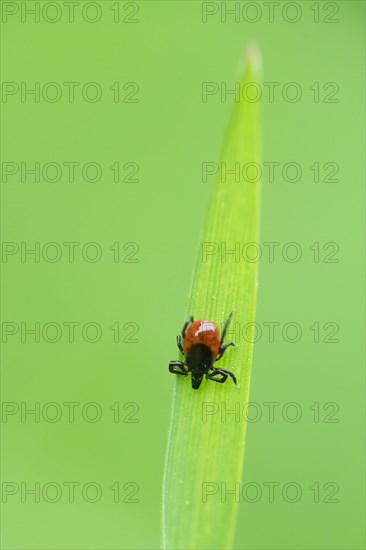 Common wood tick