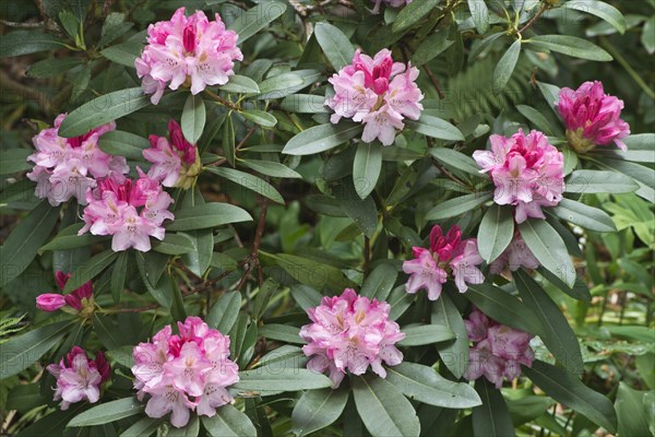 Rhododendrons