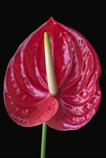 Flower of a large flamingo flower