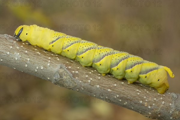 Larva