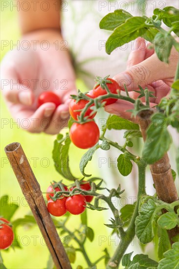 Woman picking ripe cherry tomatoes on the vine in the garden