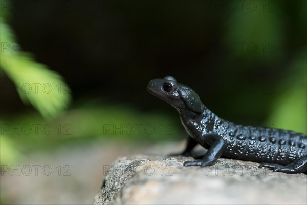 Alpine salamander