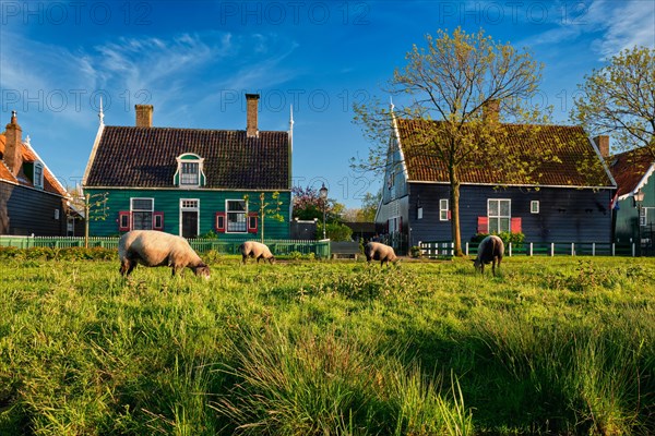 Sheeps grazing near traditional old country farm house in the museum village of Zaanse Schans
