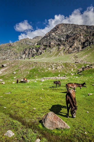 Horses grazing in Himalayas. Lahaul valley